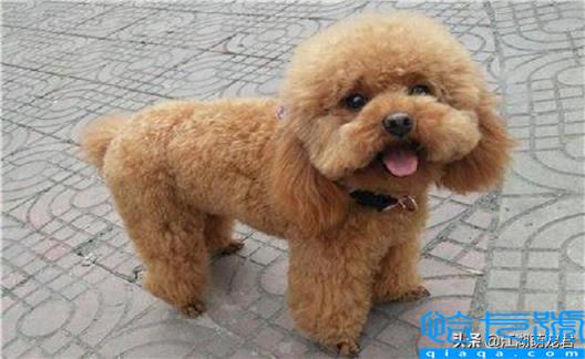 贵宾犬和泰迪的区别(如何饲养泰迪犬和贵宾犬)