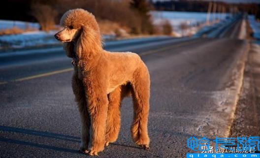 贵宾犬和泰迪的区别(如何饲养泰迪犬和贵宾犬)