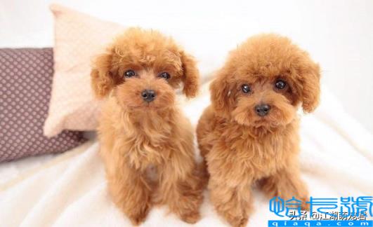 贵宾犬和泰迪的区别(如何饲养泰迪犬和贵宾犬)