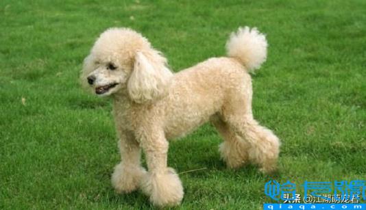 贵宾犬和泰迪的区别(如何饲养泰迪犬和贵宾犬)