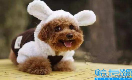 贵宾犬和泰迪的区别(如何饲养泰迪犬和贵宾犬)