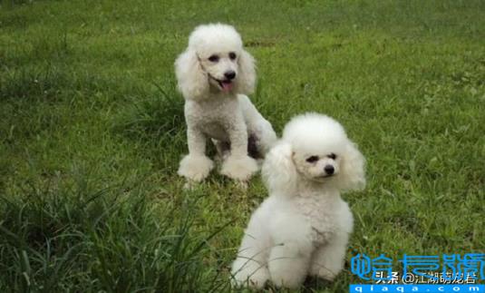 贵宾犬和泰迪的区别(如何饲养泰迪犬和贵宾犬)