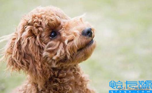 贵宾犬和泰迪的区别(如何饲养泰迪犬和贵宾犬)