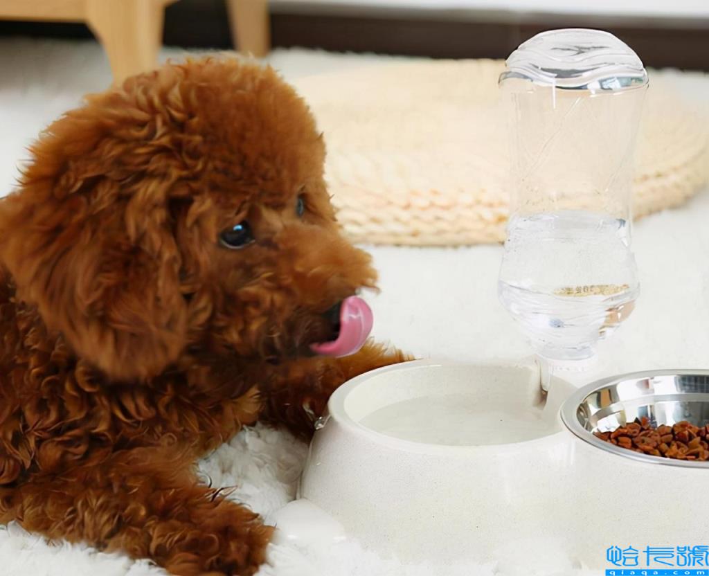 贵宾犬和泰迪的区别(如何饲养泰迪犬和贵宾犬)