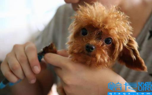 贵宾犬和泰迪的区别(如何饲养泰迪犬和贵宾犬)