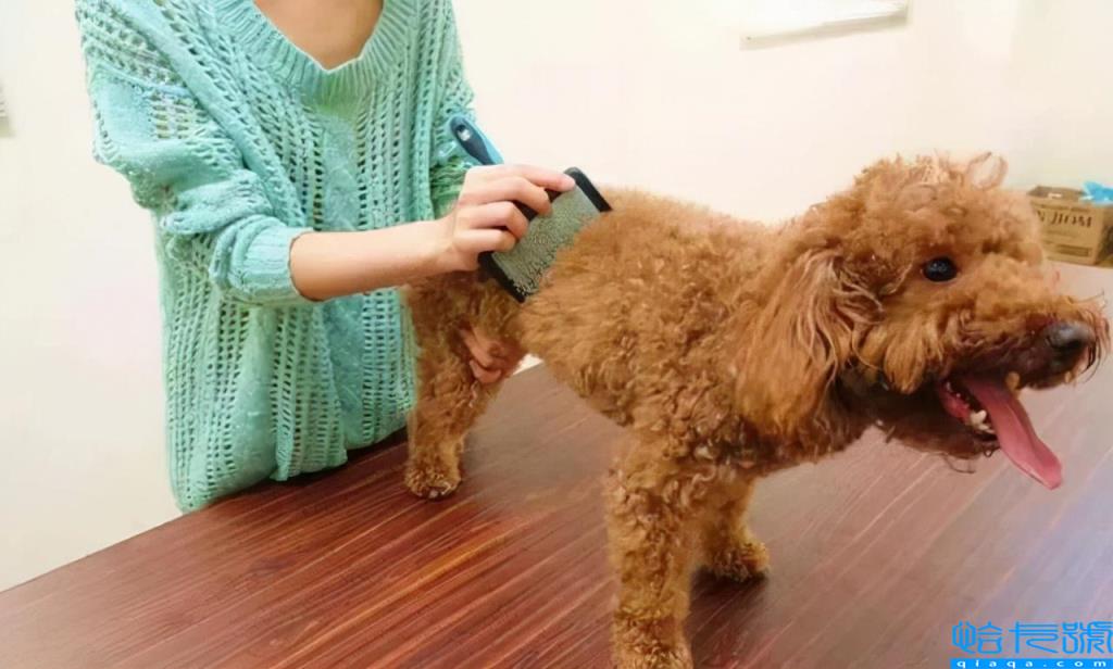 贵宾犬和泰迪的区别(如何饲养泰迪犬和贵宾犬)