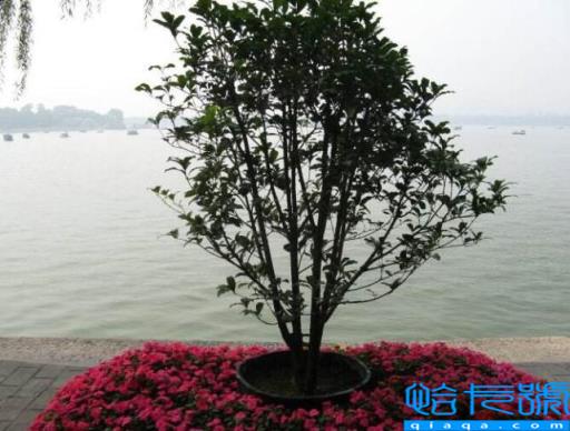 桂是哪个省的简称(广西的简称为什么桂)