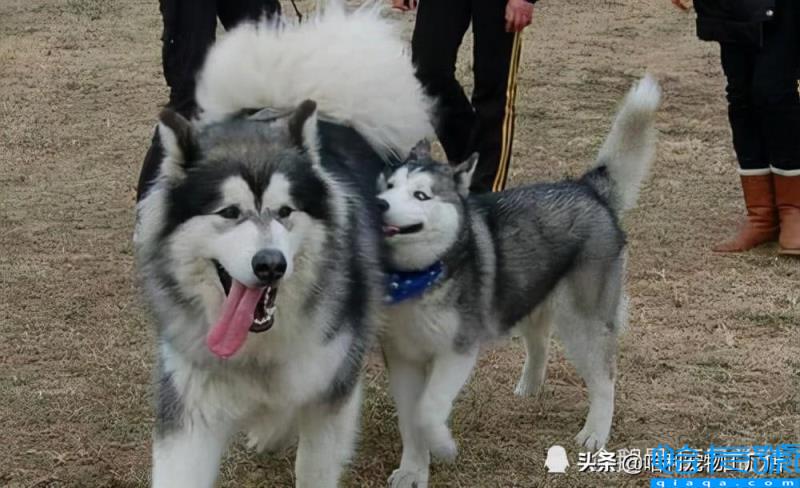 哈士奇和阿拉斯加有什么区别(抓住8个重点,很容易区分)