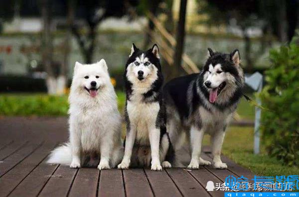 哈士奇和阿拉斯加有什么区别(抓住8个重点,很容易区分)