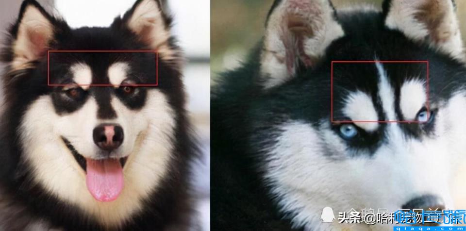 哈士奇和阿拉斯加有什么区别(抓住8个重点,很容易区分)