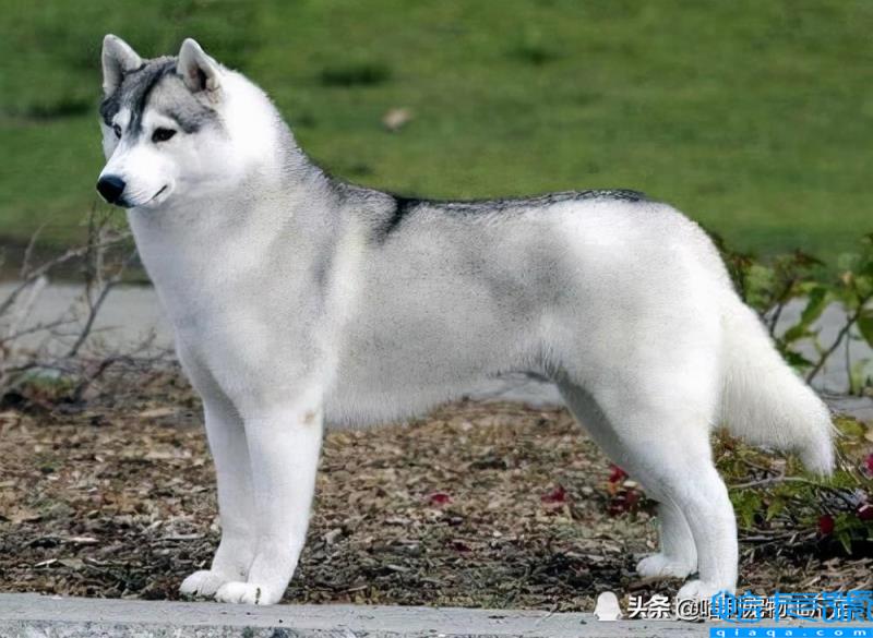 哈士奇和阿拉斯加有什么区别(抓住8个重点,很容易区分)