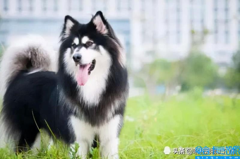 哈士奇和阿拉斯加有什么区别(抓住8个重点,很容易区分)