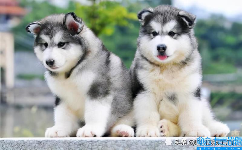 哈士奇和阿拉斯加有什么区别(抓住8个重点,很容易区分)