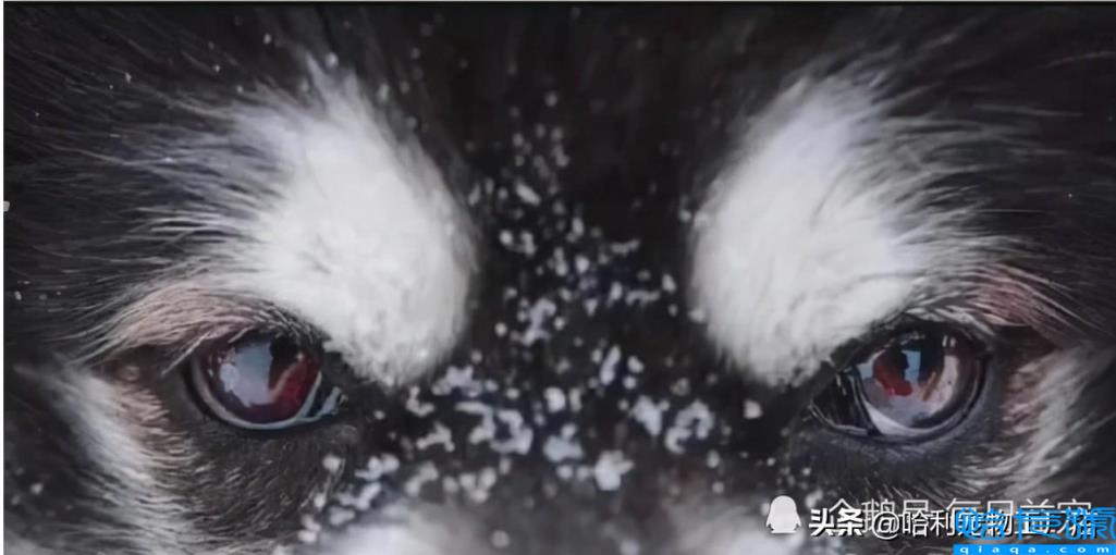 哈士奇和阿拉斯加有什么区别(抓住8个重点,很容易区分)