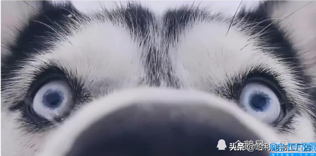 哈士奇和阿拉斯加有什么区别(抓住8个重点,很容易区分)