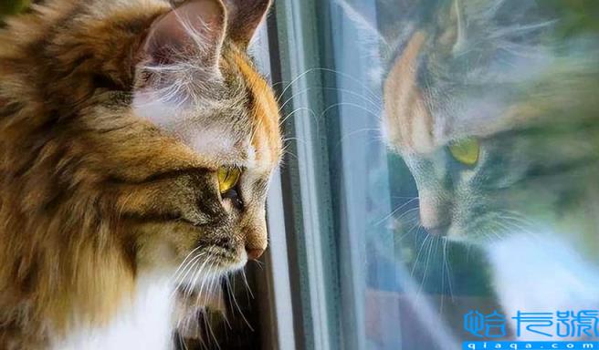 后院猫是什么意思(它有哪些危害)