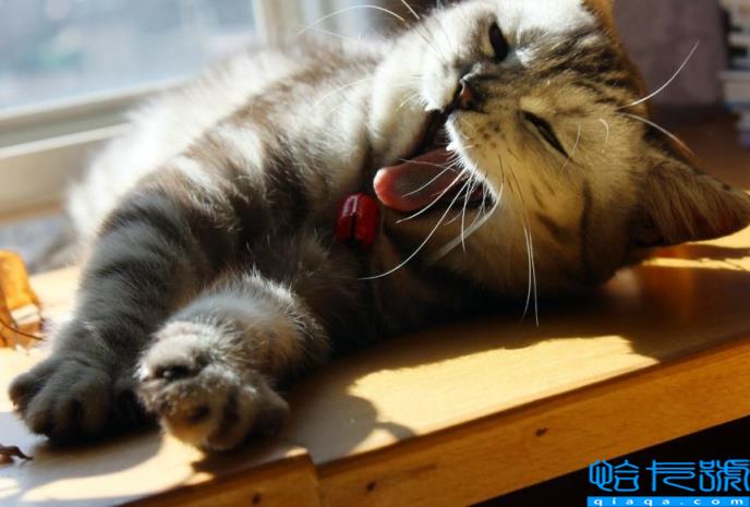 后院猫是什么意思(它有哪些危害)