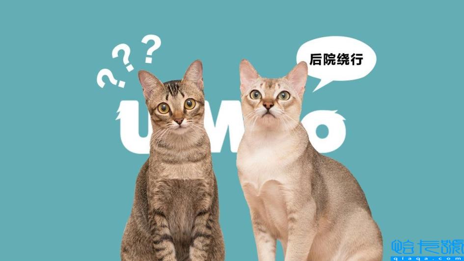 后院猫是什么意思(它有哪些危害)