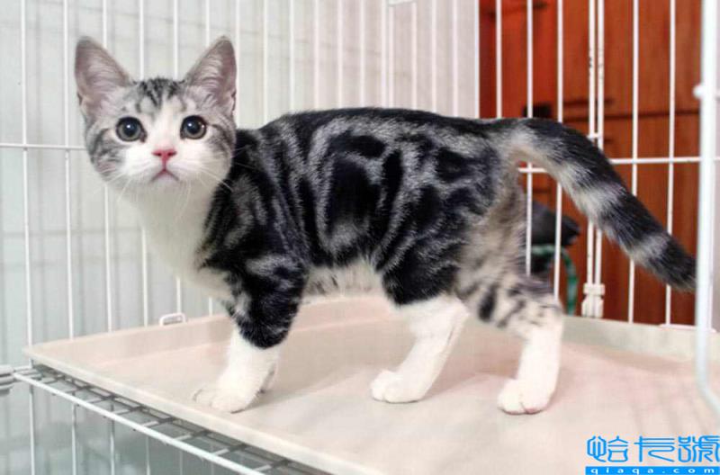 虎斑是英短还是美短(虎斑美短和英短区别有哪些)