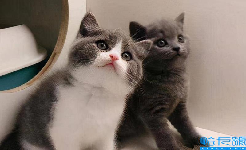 虎斑是英短还是美短(虎斑美短和英短区别有哪些)