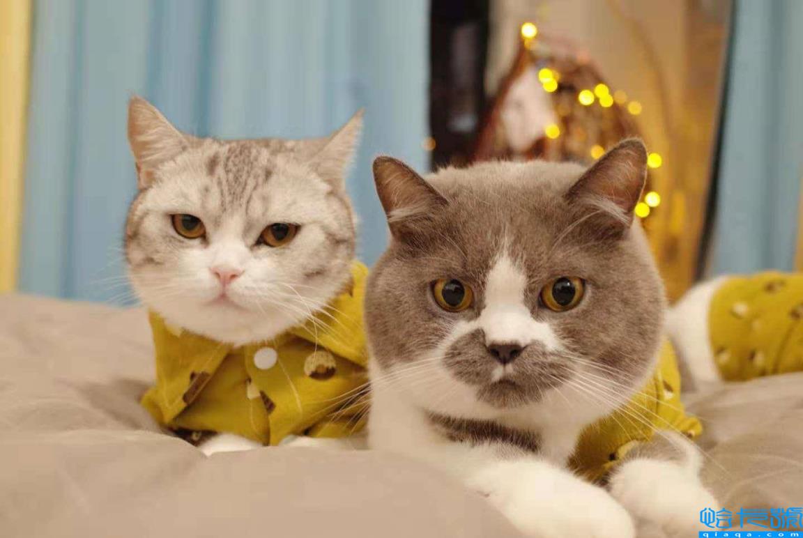 虎斑是英短还是美短(虎斑美短和英短区别有哪些)