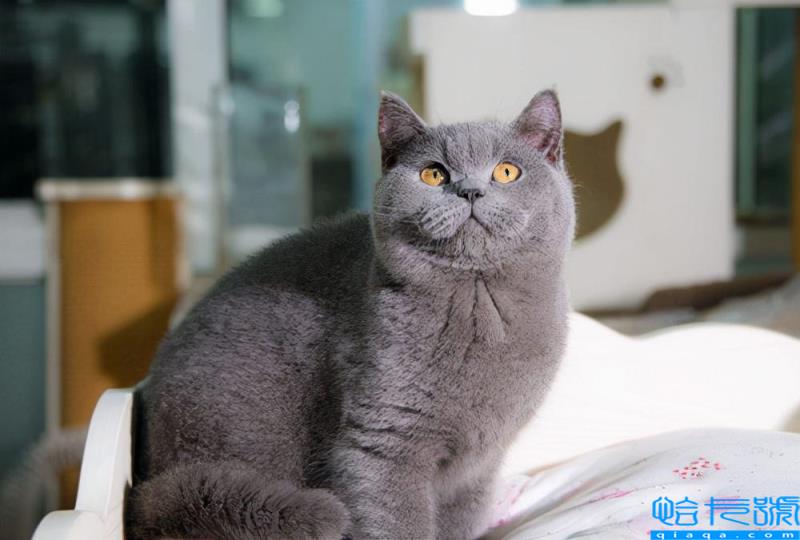 虎斑是英短还是美短(虎斑美短和英短区别有哪些)