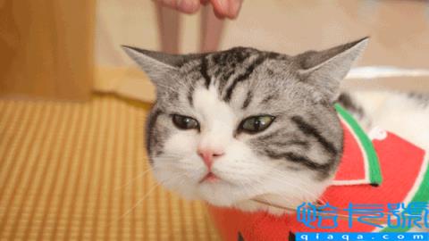 虎斑是英短还是美短(虎斑美短和英短区别有哪些)