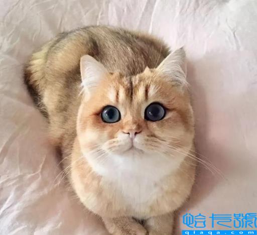 虎斑是英短还是美短(虎斑美短和英短区别有哪些)