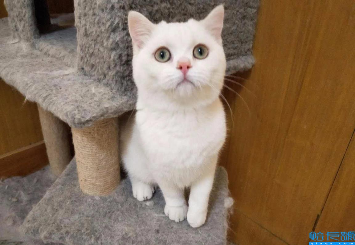 虎斑是英短还是美短(虎斑美短和英短区别有哪些)