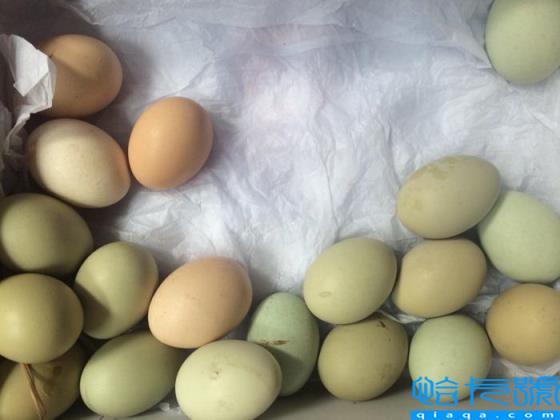 鸡蛋是荤菜还是素菜(争论多年的问题，终于有了解释)