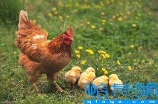 鸡蛋是荤菜还是素菜(争论多年的问题，终于有了解释)