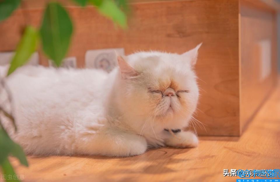 加菲猫是什么品种(它有哪些外貌特征)