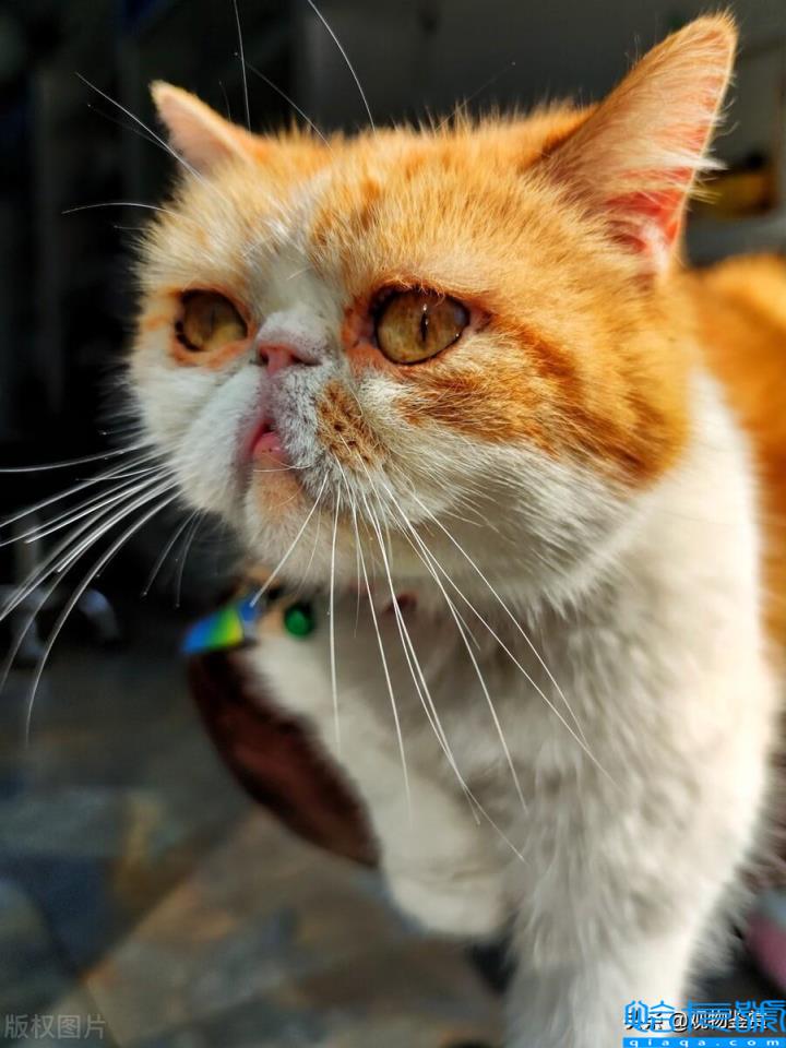 加菲猫是什么品种(它有哪些外貌特征)