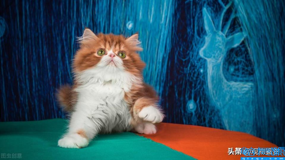 加菲猫是什么品种(它有哪些外貌特征)