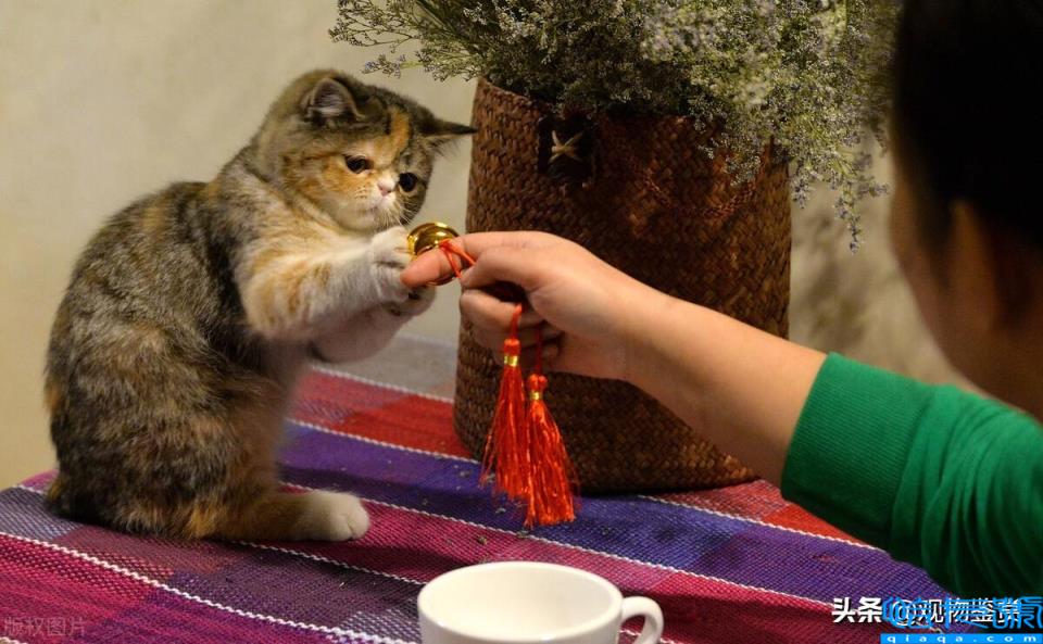 加菲猫是什么品种(它有哪些外貌特征)