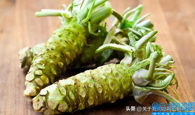 芥末是什么做的(为什么叫芥末)