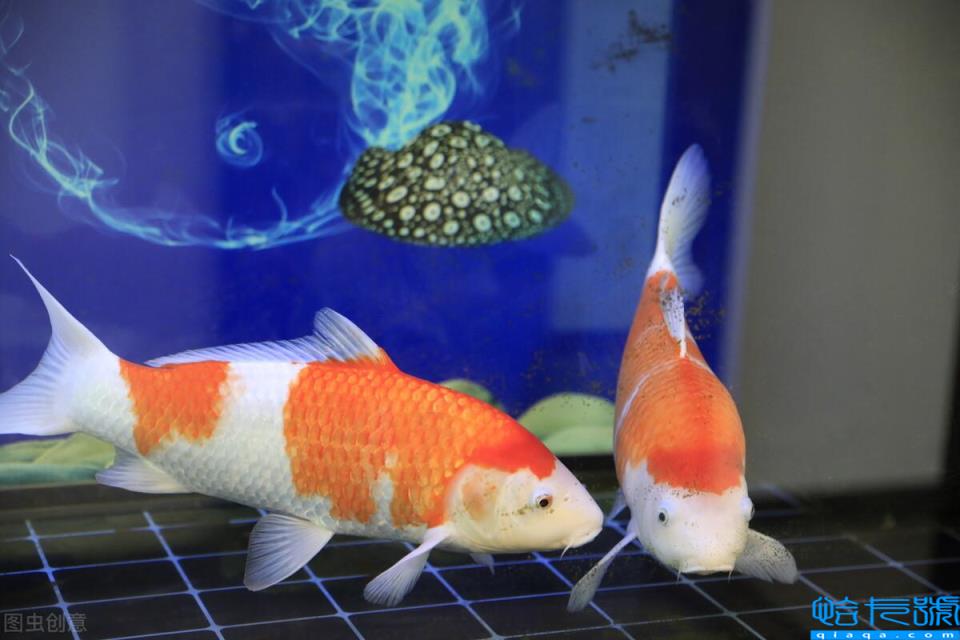 金鱼几天喂一次食最好(每次喂多少食物)