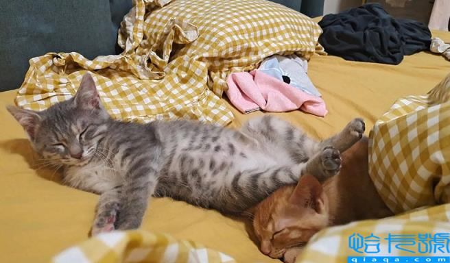 猫摇尾巴是代表什么心情(摇尾巴不同状态,表达的心情不同)