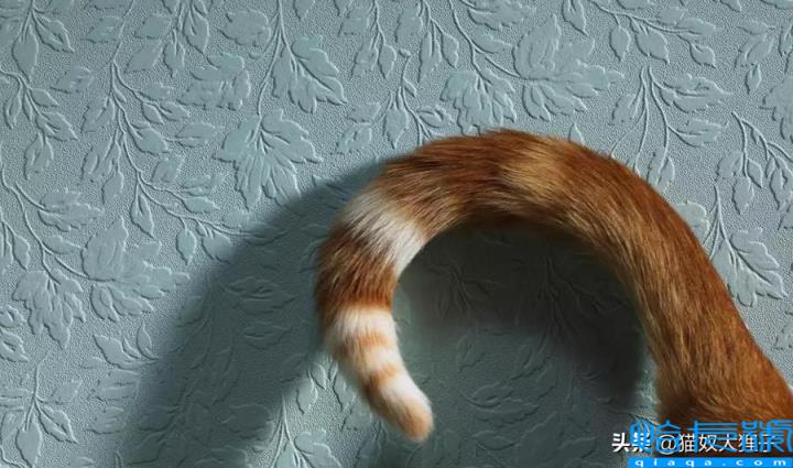 猫摇尾巴是代表什么心情(摇尾巴不同状态,表达的心情不同)