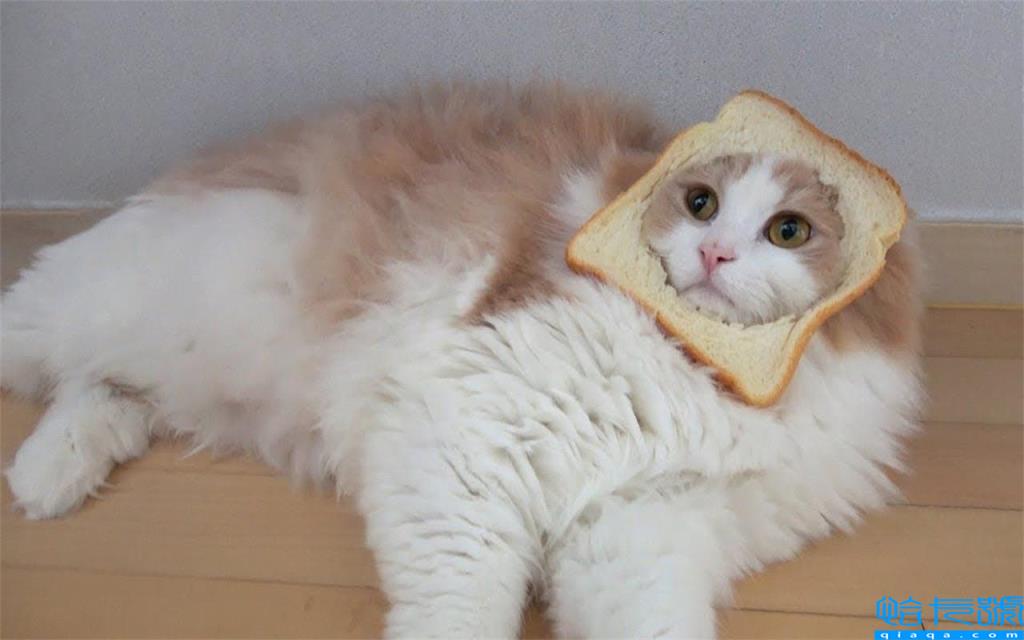 猫最爱吃的10种食物(小猫最爱的十种食物汇总)