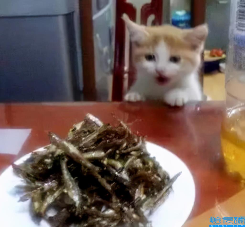 猫最爱吃的10种食物(小猫最爱的十种食物汇总)