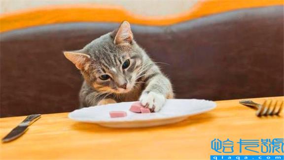 猫最爱吃的10种食物(小猫最爱的十种食物汇总)