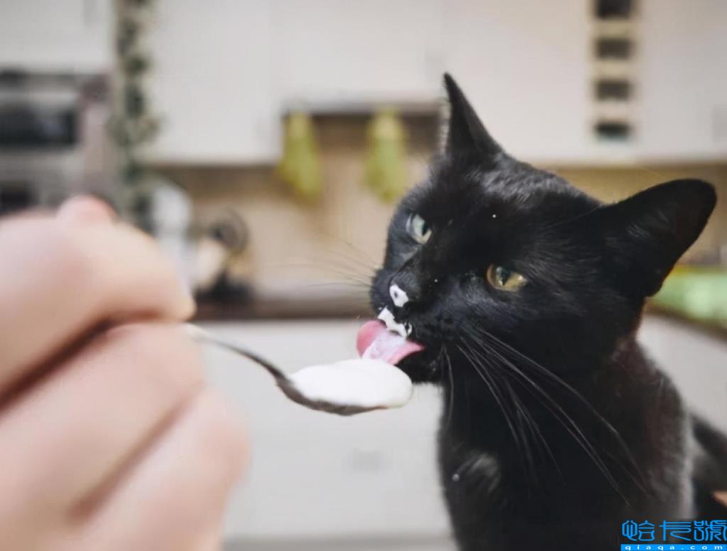 猫最爱吃的10种食物(小猫最爱的十种食物汇总)