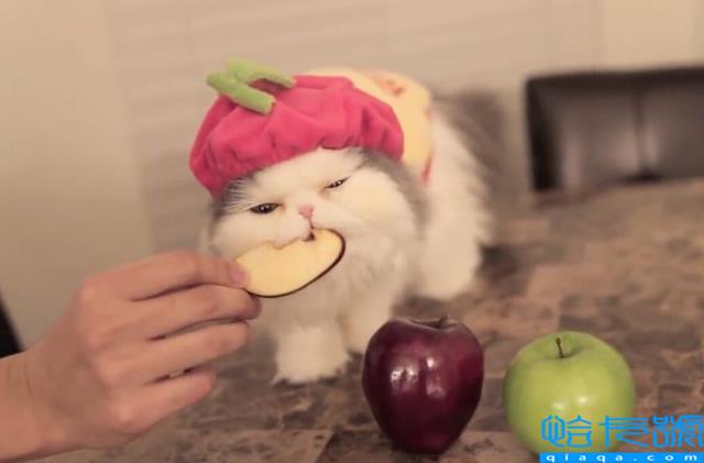 猫最爱吃的10种食物(小猫最爱的十种食物汇总)