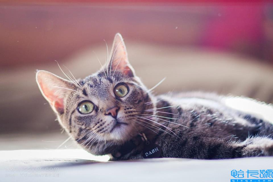 猫睡在头边和脚边的区别(猫咪不同睡姿代表什么含义)