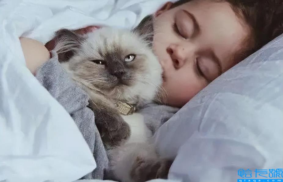 猫睡在头边和脚边的区别(猫咪不同睡姿代表什么含义)