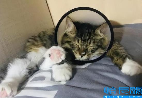 猫睡在头边和脚边的区别(猫咪不同睡姿代表什么含义)