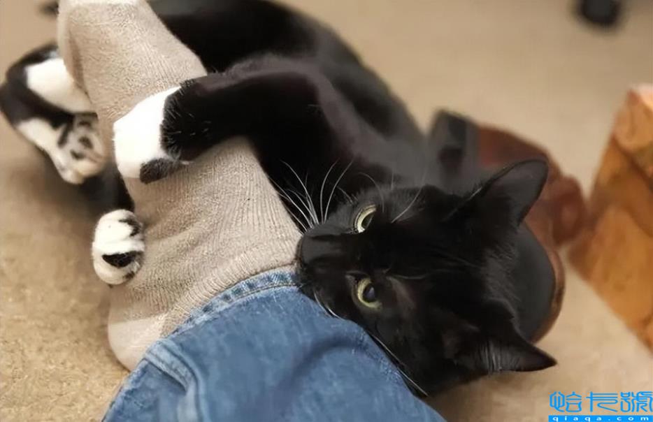 猫睡在头边和脚边的区别(猫咪不同睡姿代表什么含义)