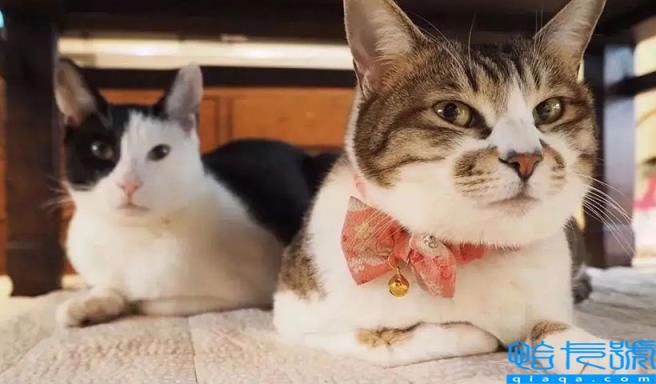 猫应激反应有哪些表现(应激反应对猫咪的危害有哪些)