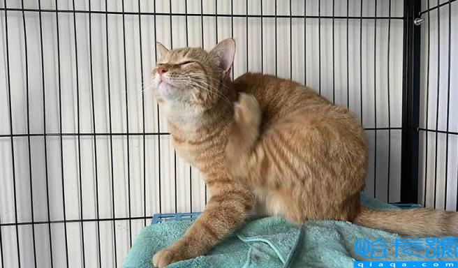 猫应激反应有哪些表现(应激反应对猫咪的危害有哪些)